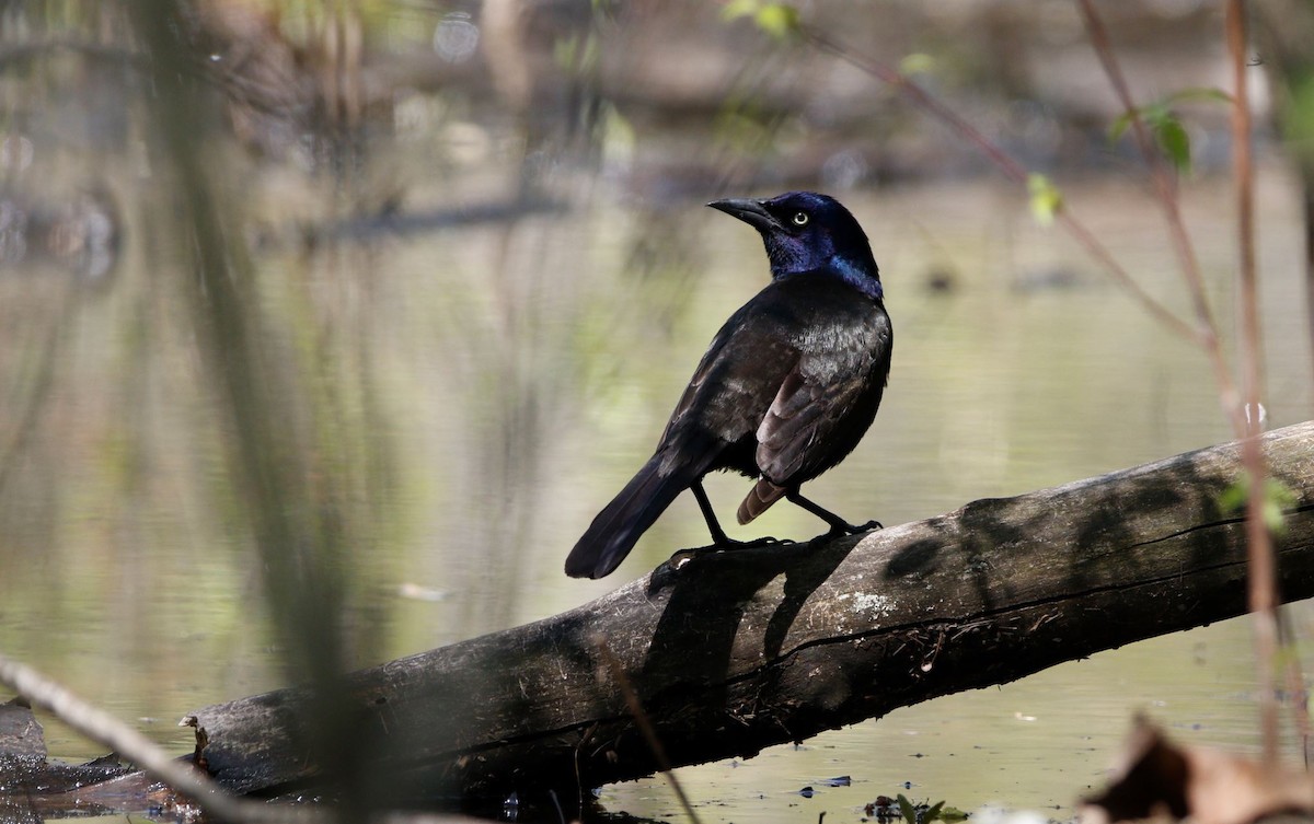 Common Grackle - ML617950640