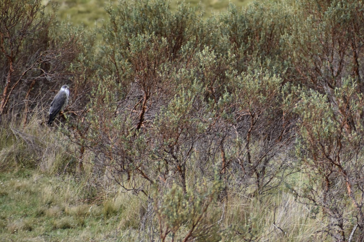 Variable Hawk (Puna) - ML617950657