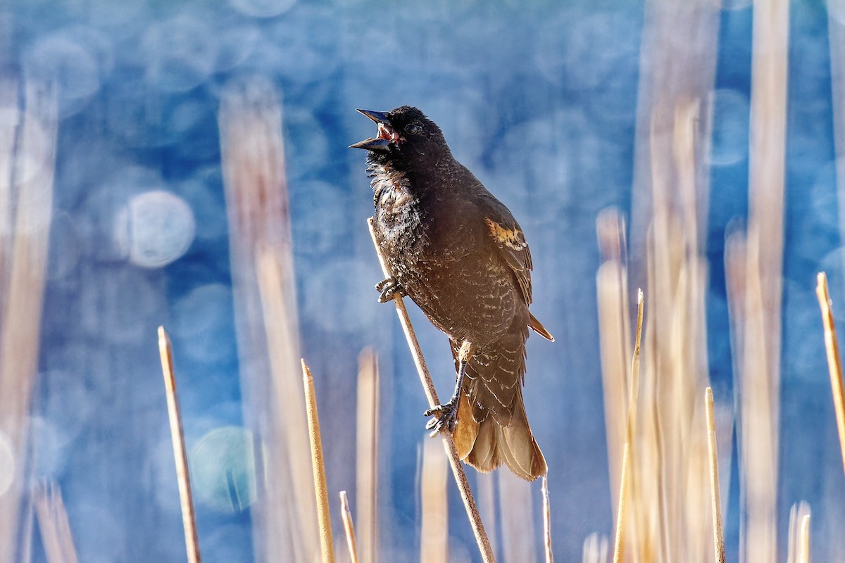 Red-winged Blackbird - ML617950674