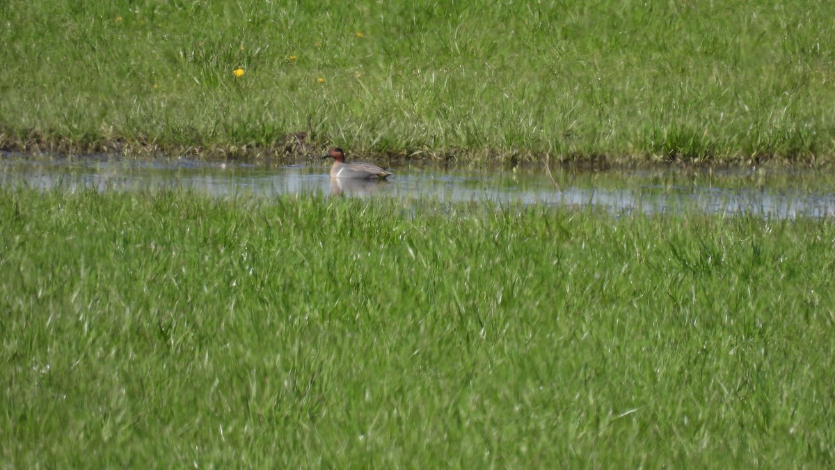 Green-winged Teal - ML617950697