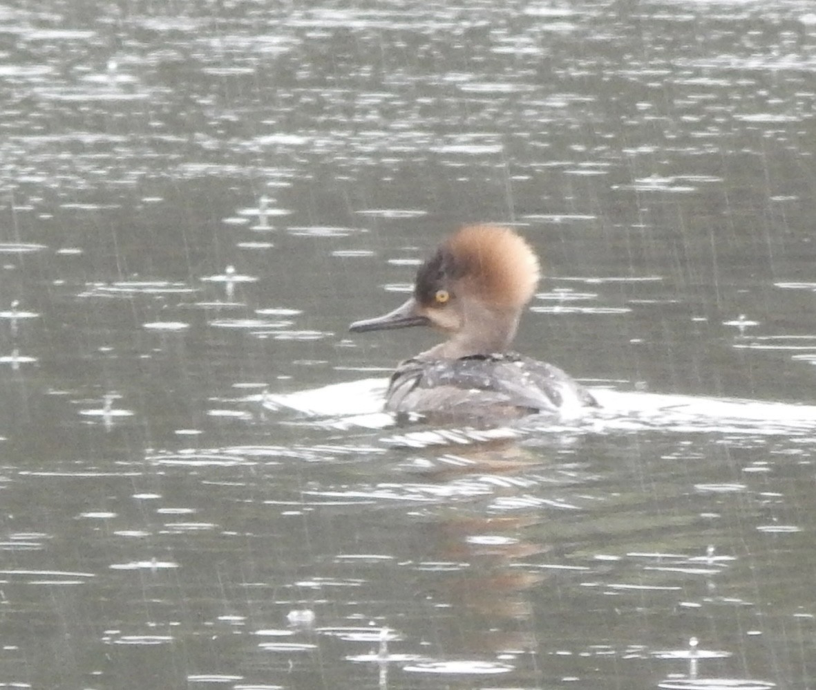 Hooded Merganser - ML617950700