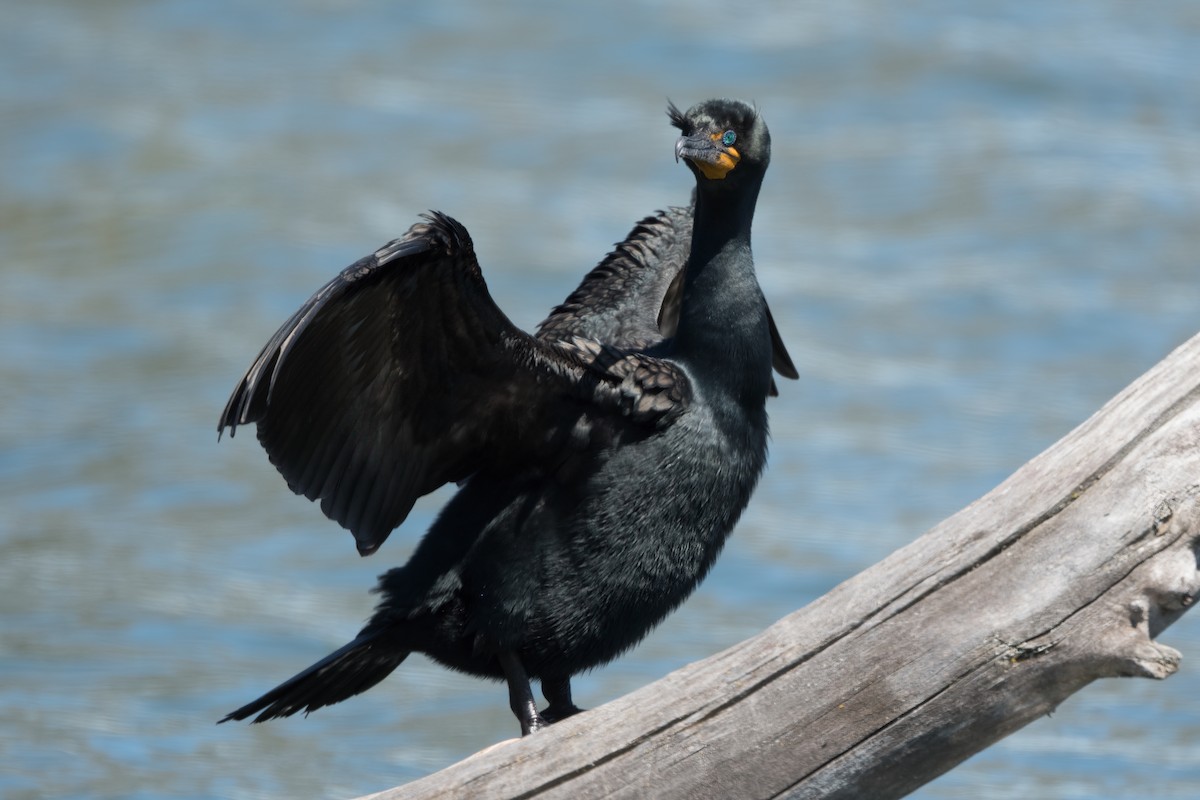 Double-crested Cormorant - ML617950745