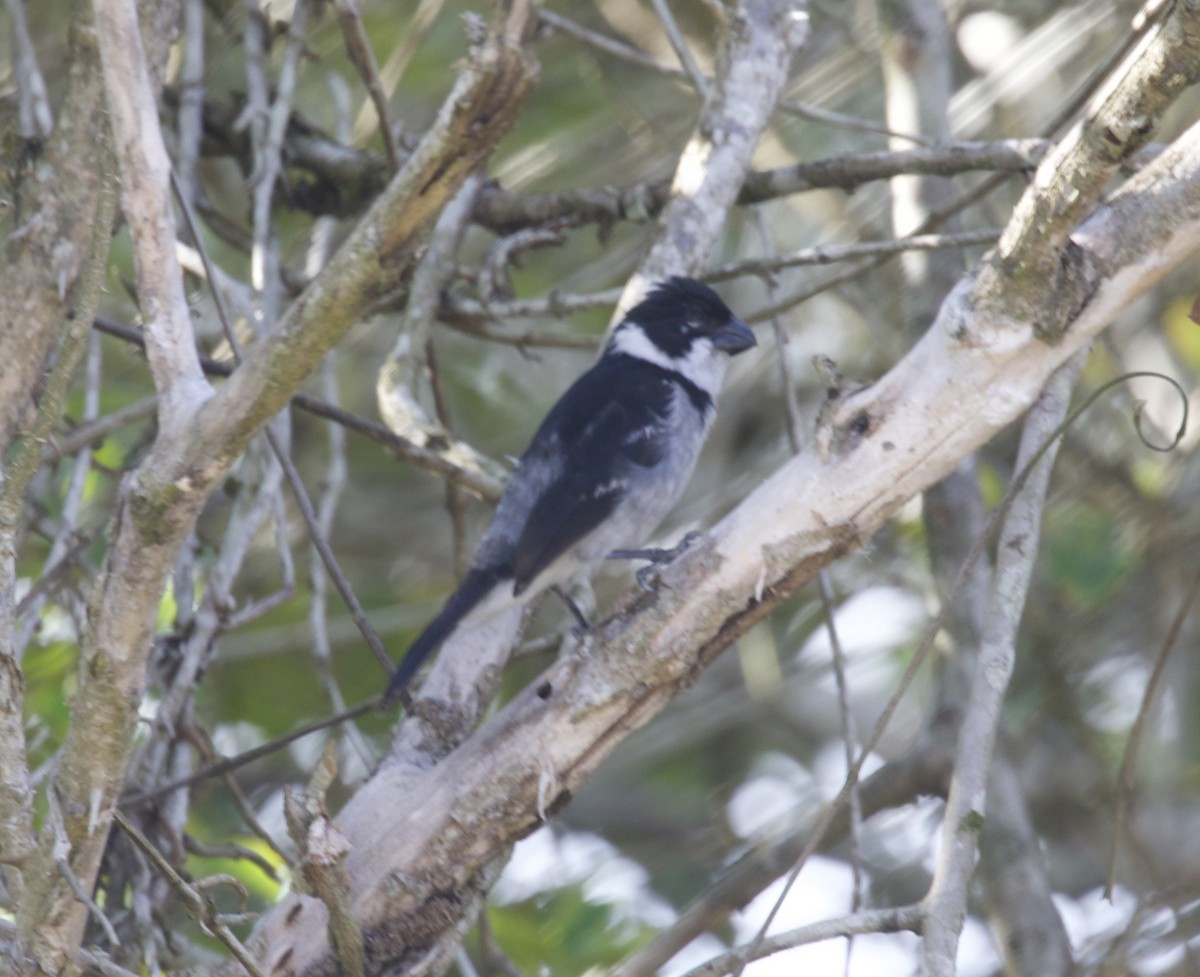 Wing-barred Seedeater - Randy Bumbury