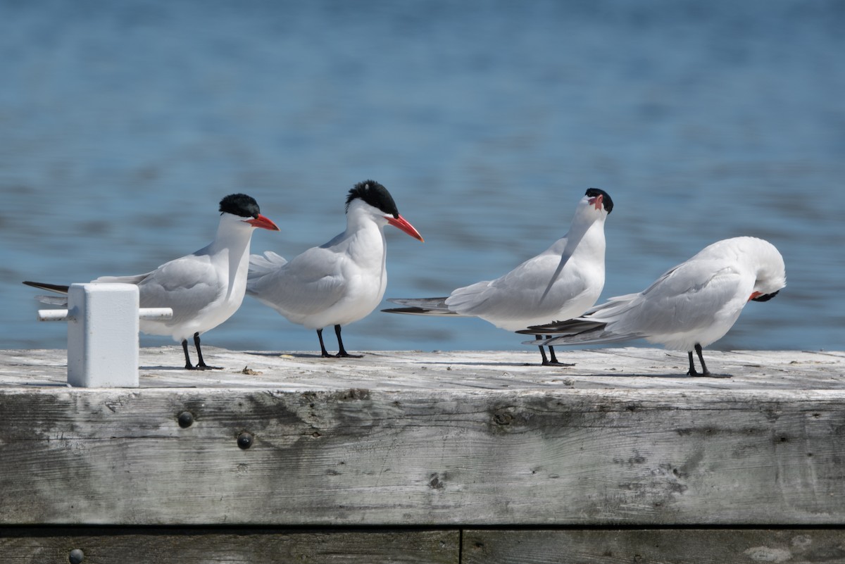 Caspian Tern - ML617950749