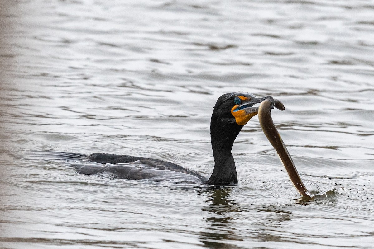 Cormoran à aigrettes - ML617950805