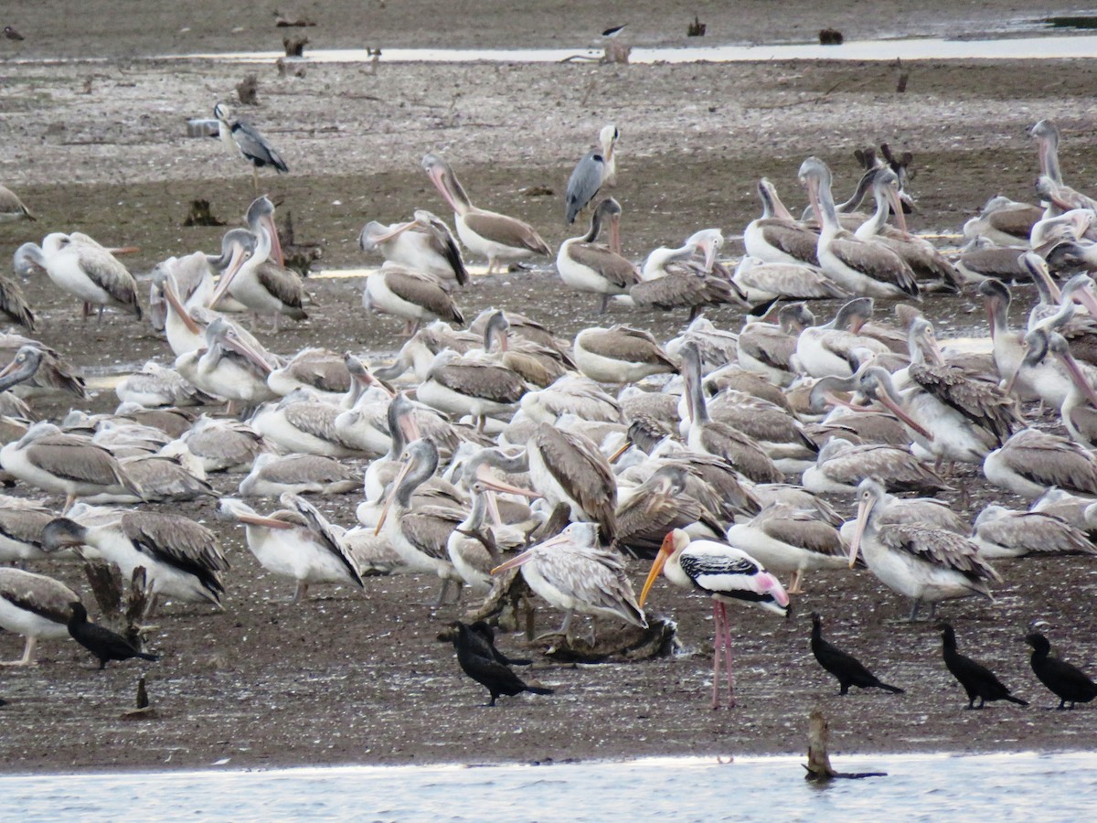 Spot-billed Pelican - ML61795081