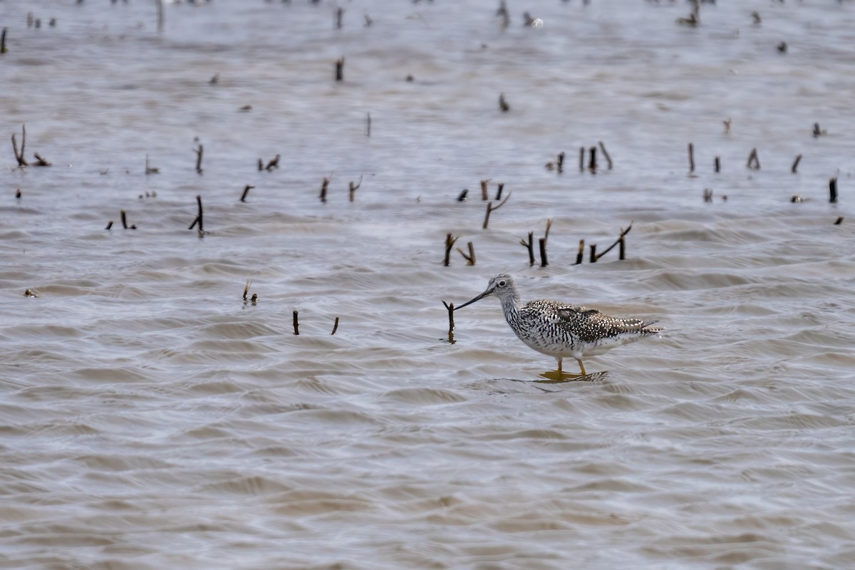 Greater Yellowlegs - ML617950825