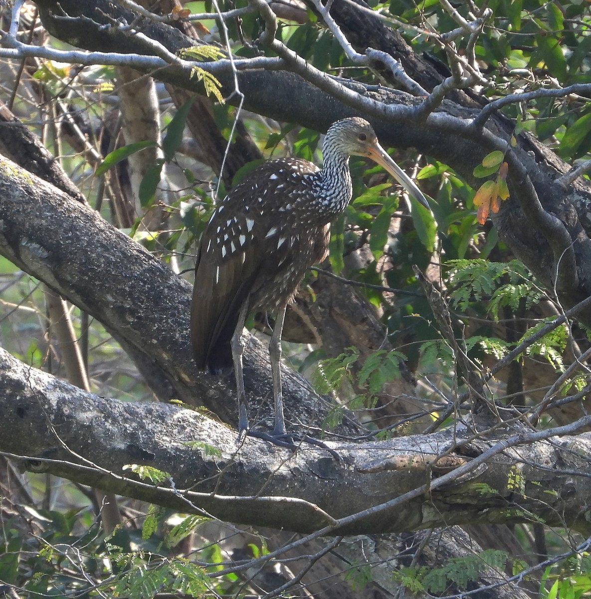 Limpkin - Gary Graves