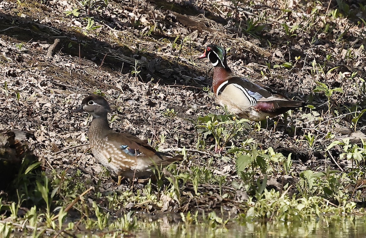 Wood Duck - ML617950858