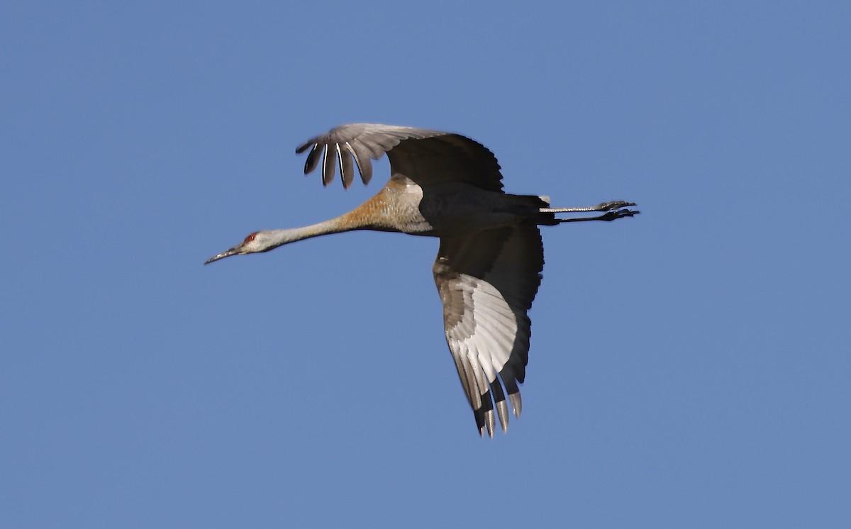 Sandhill Crane - ML617950887