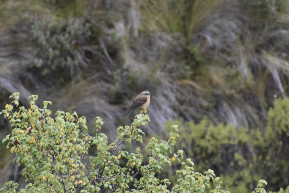 Brown-backed Chat-Tyrant - Dennis Anderson