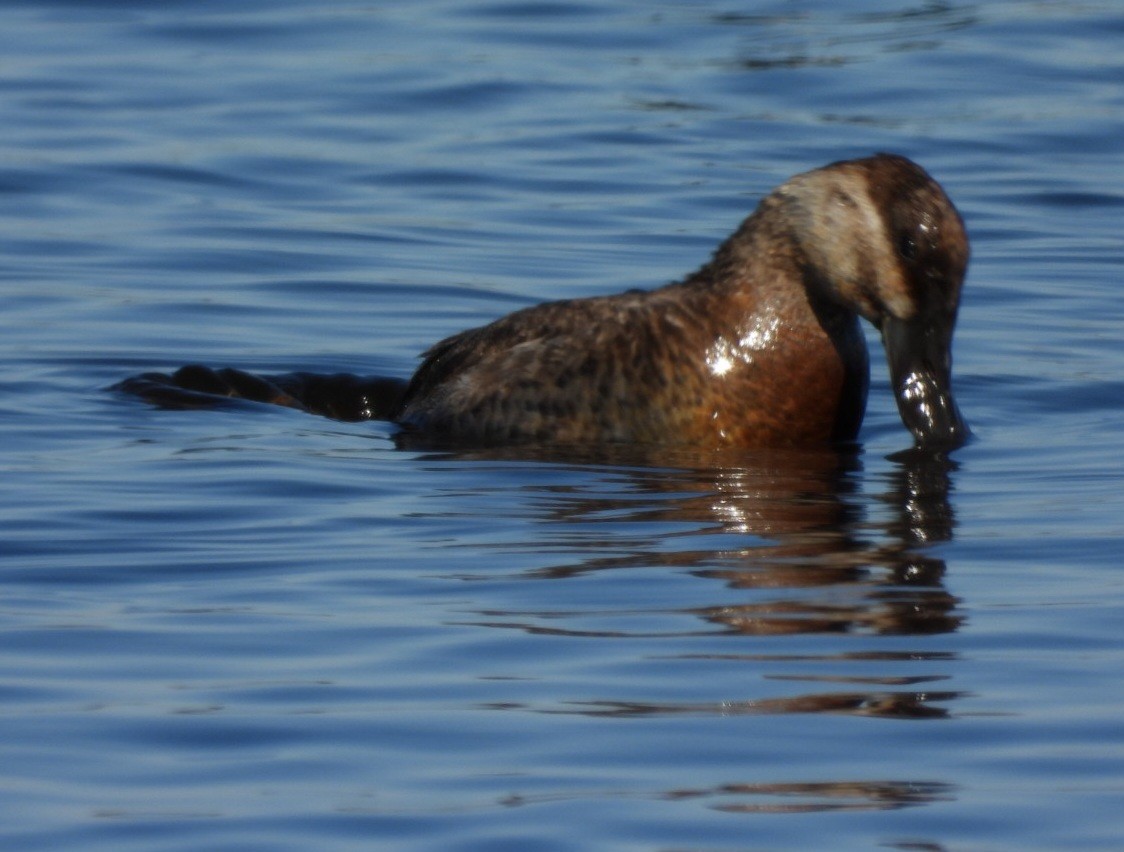 Ruddy Duck - Cliff Dekdebrun