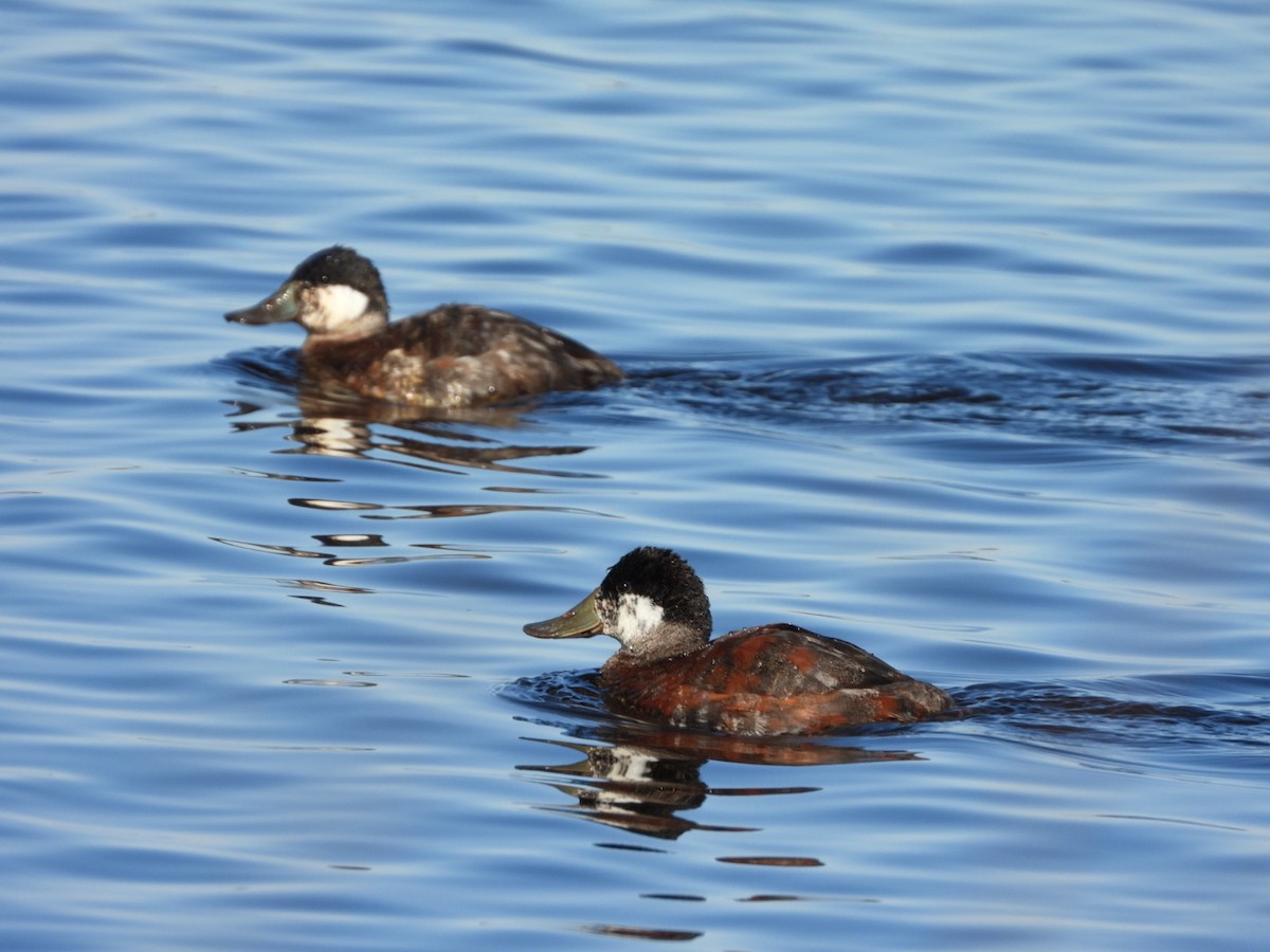 Ruddy Duck - Cliff Dekdebrun