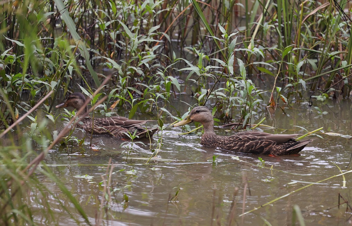 Mottled Duck - Margareta Wieser