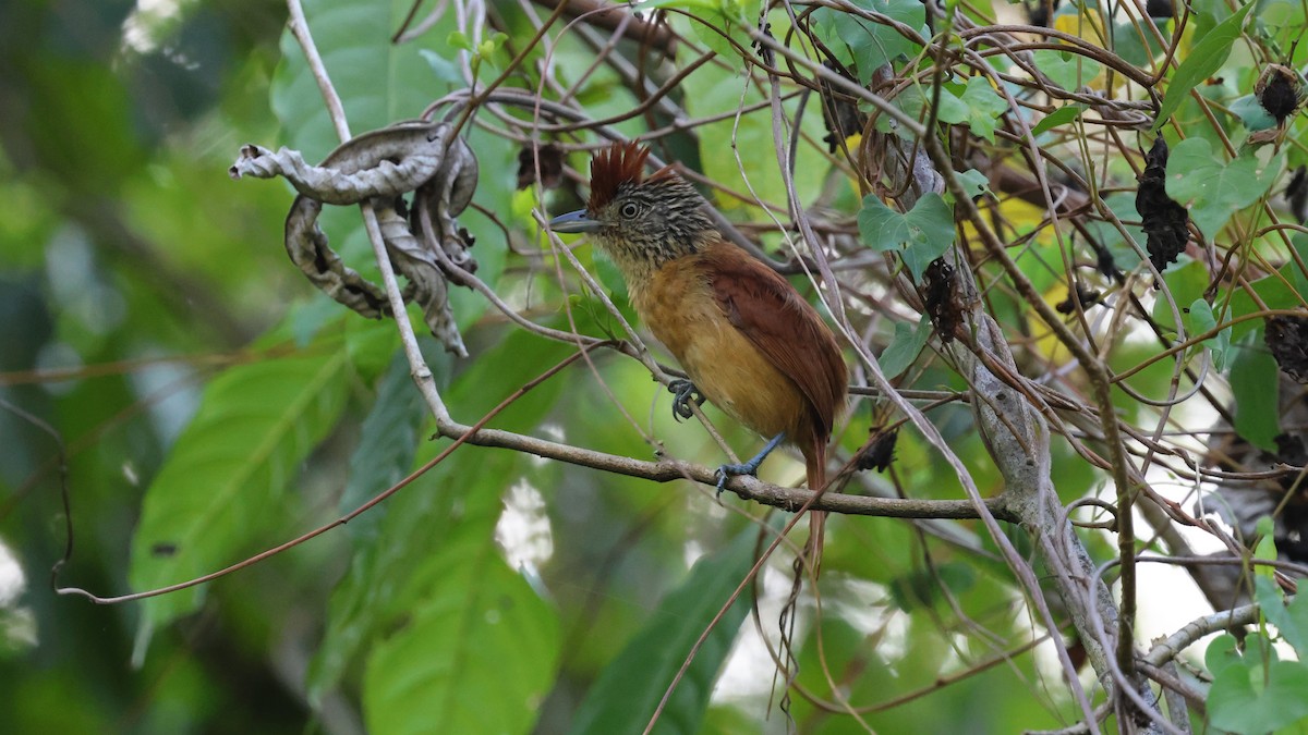 Barred Antshrike - ML617950956