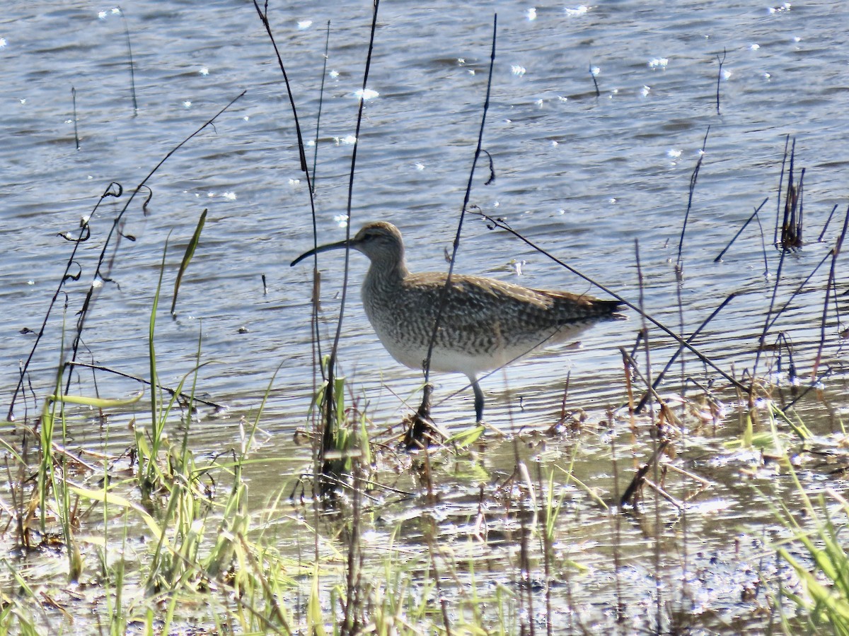 Regenbrachvogel - ML617950965