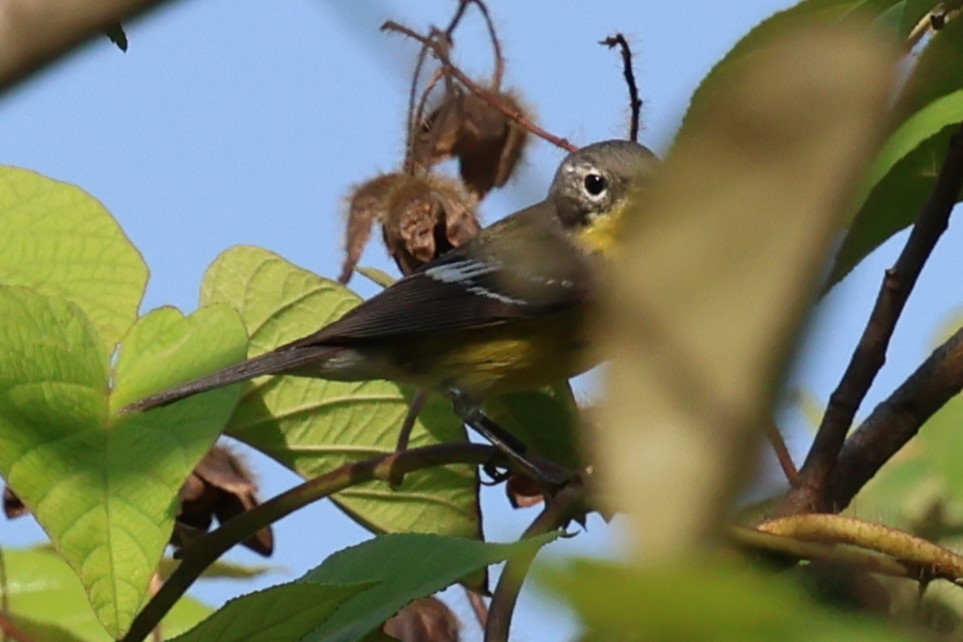 Magnolia Warbler - ML617950988