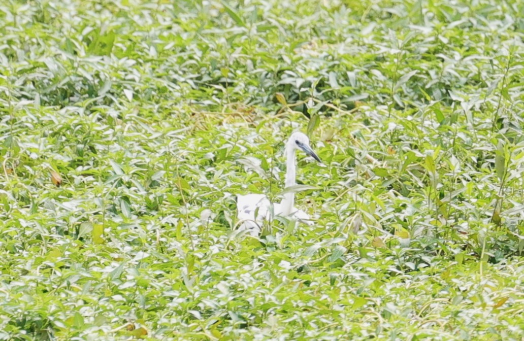 Little Blue Heron - Margareta Wieser