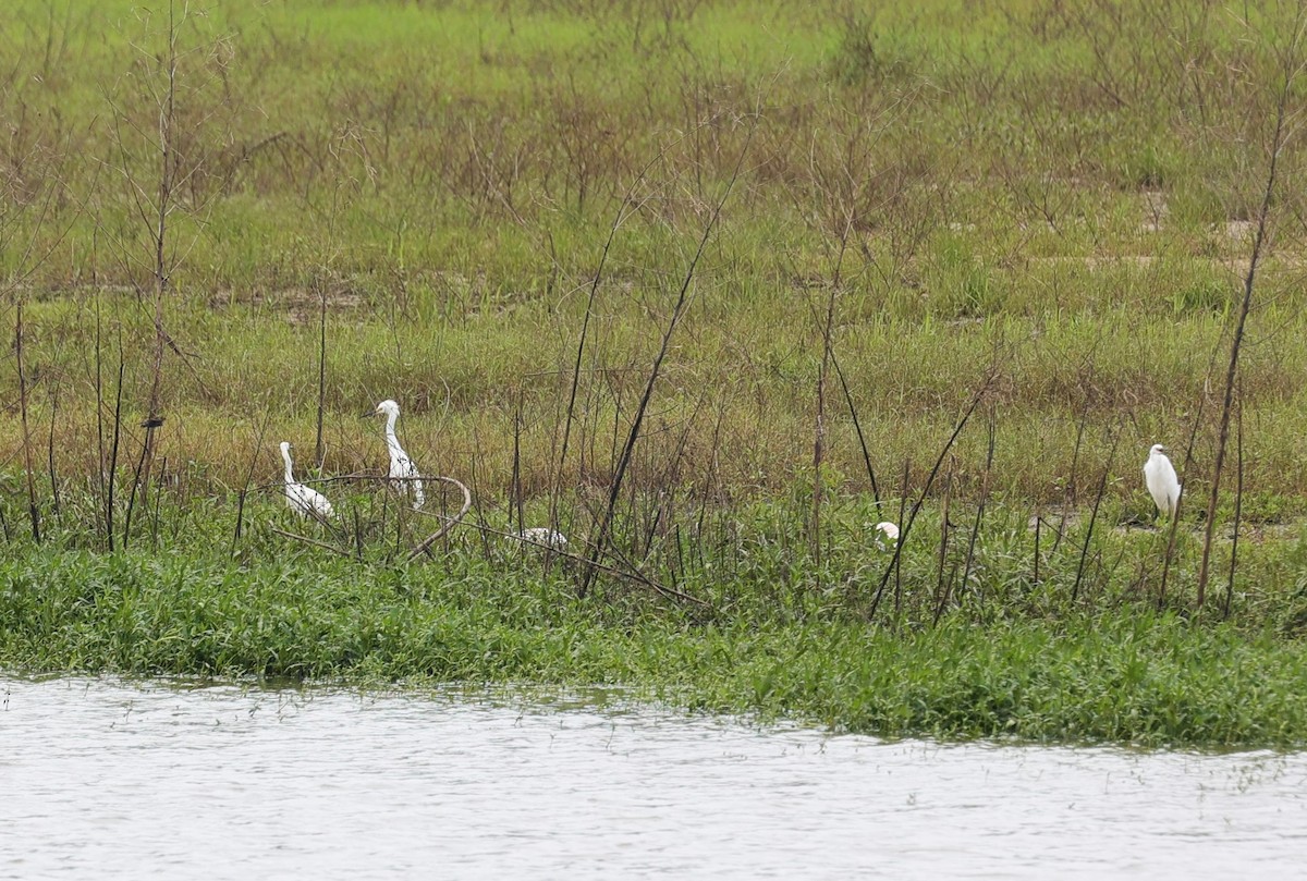 Snowy Egret - Margareta Wieser