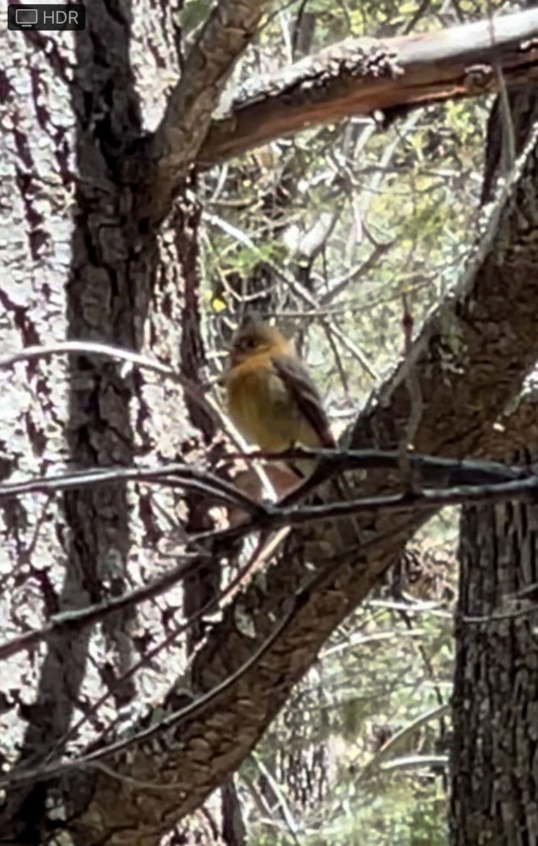 Tufted Flycatcher - ML617951033