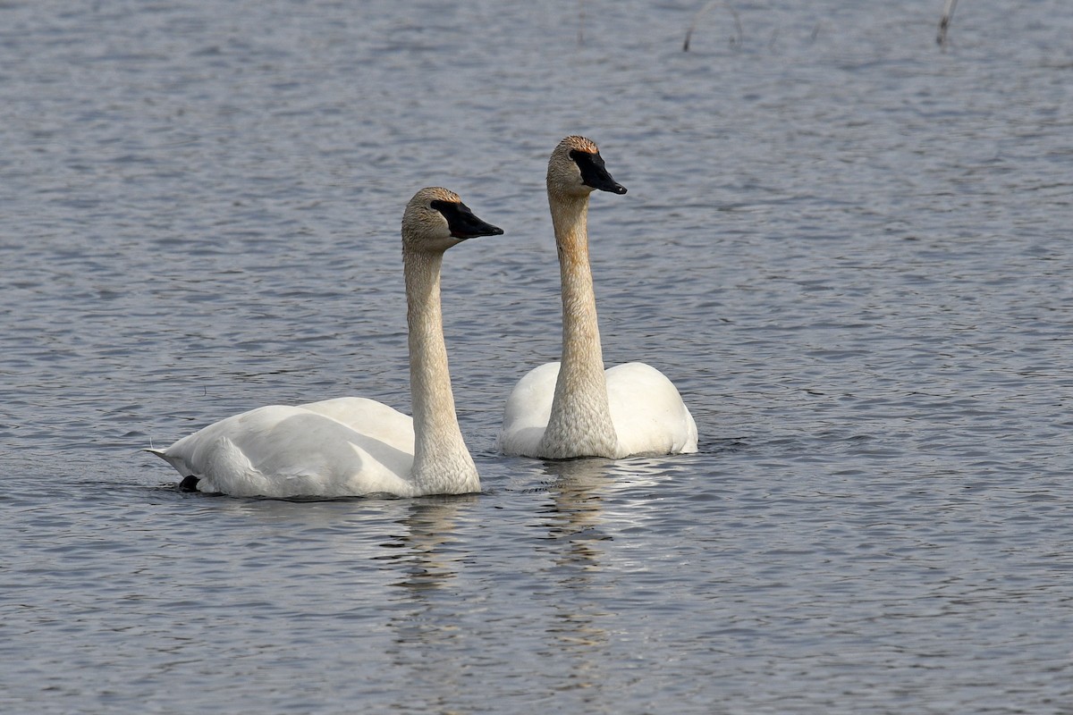 Cisne Trompetero - ML617951101