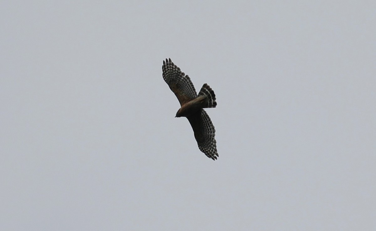 Red-shouldered Hawk - Margareta Wieser