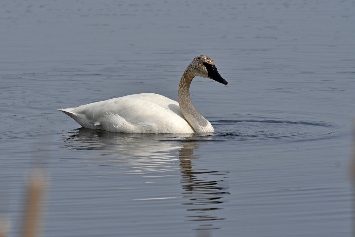 Cisne Trompetero - ML617951110