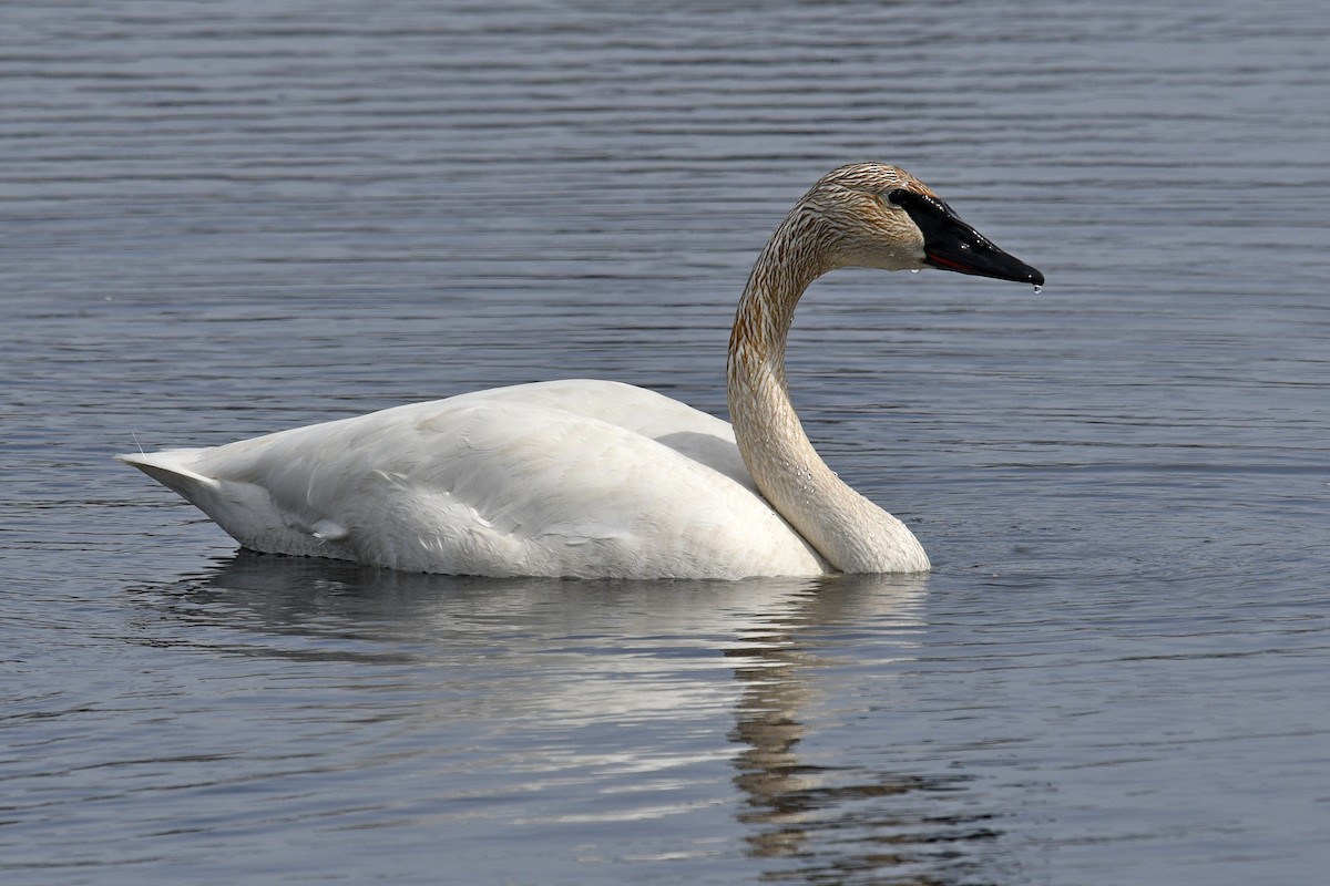 Cisne Trompetero - ML617951117