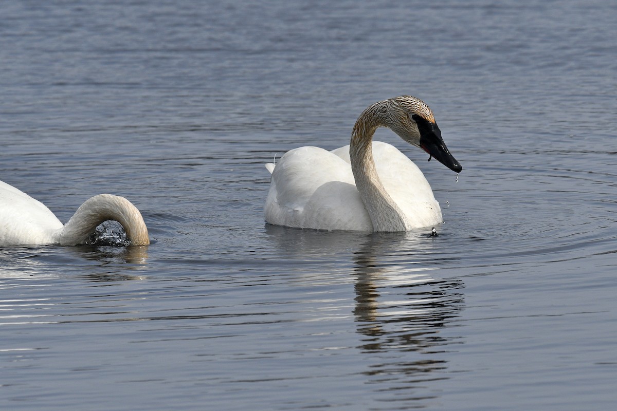 Trumpeter Swan - ML617951123