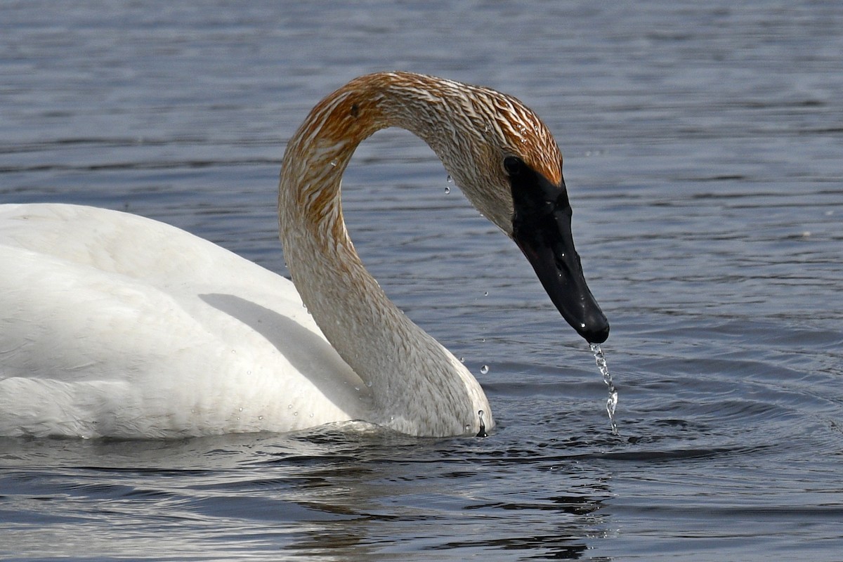 Trumpeter Swan - ML617951131