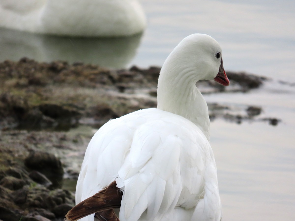 Ross's Goose - ML617951136