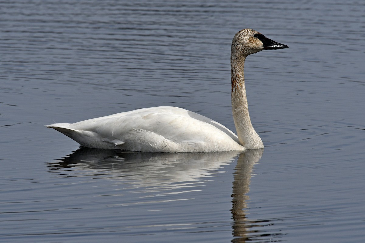 Cisne Trompetero - ML617951137