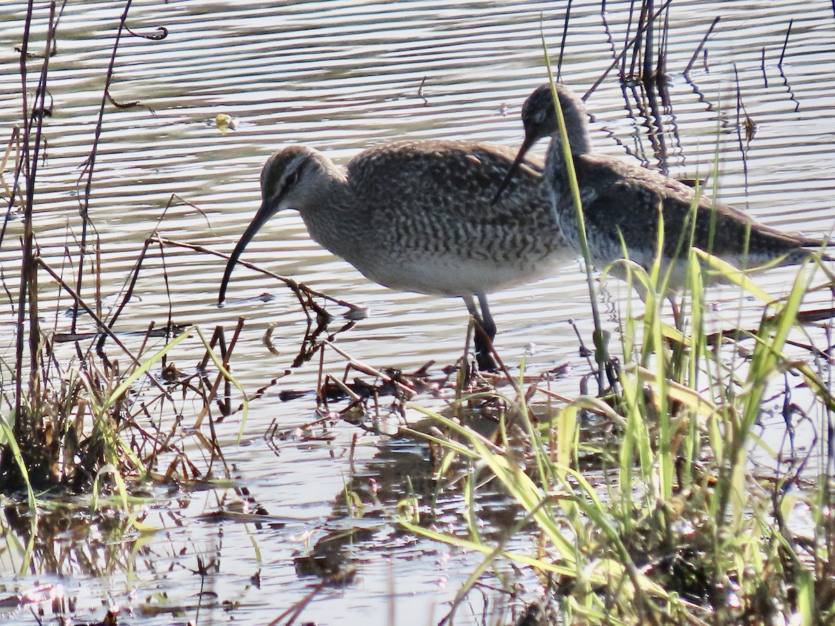 Whimbrel - ML617951147