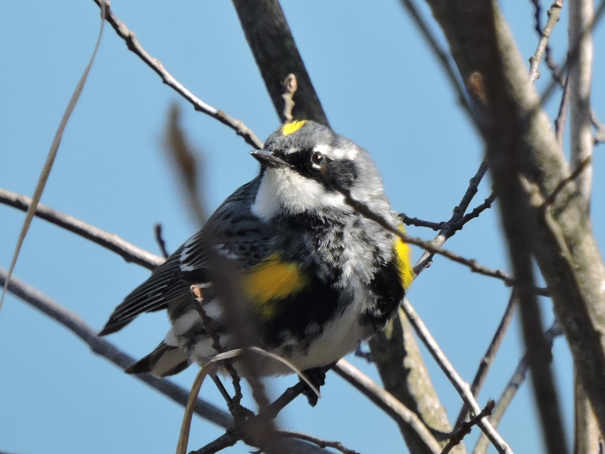 Yellow-rumped Warbler - ML617951161