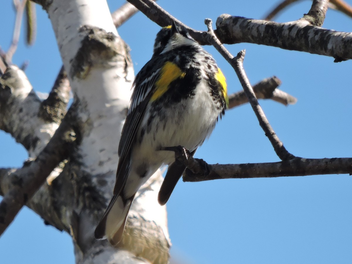 Yellow-rumped Warbler - ML617951172