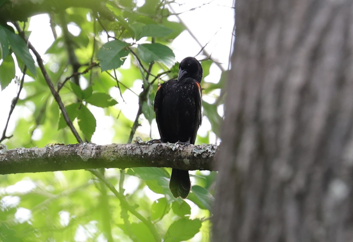 Red-winged Blackbird - Margareta Wieser