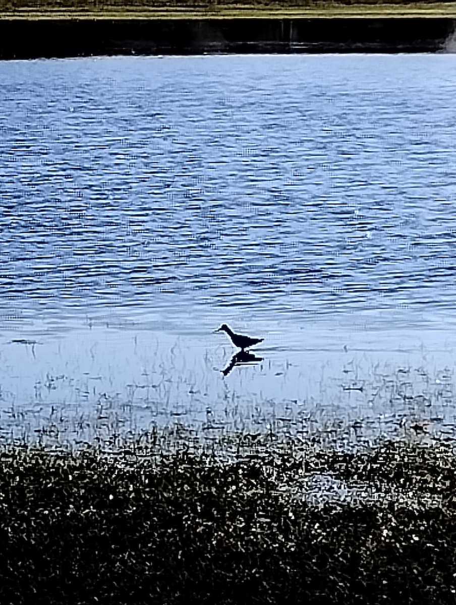 Greater Yellowlegs - John Loz