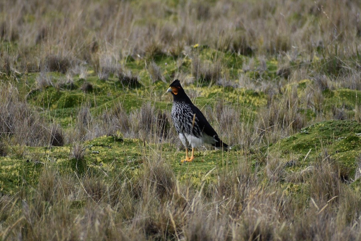 Carunculated Caracara - Dennis Anderson