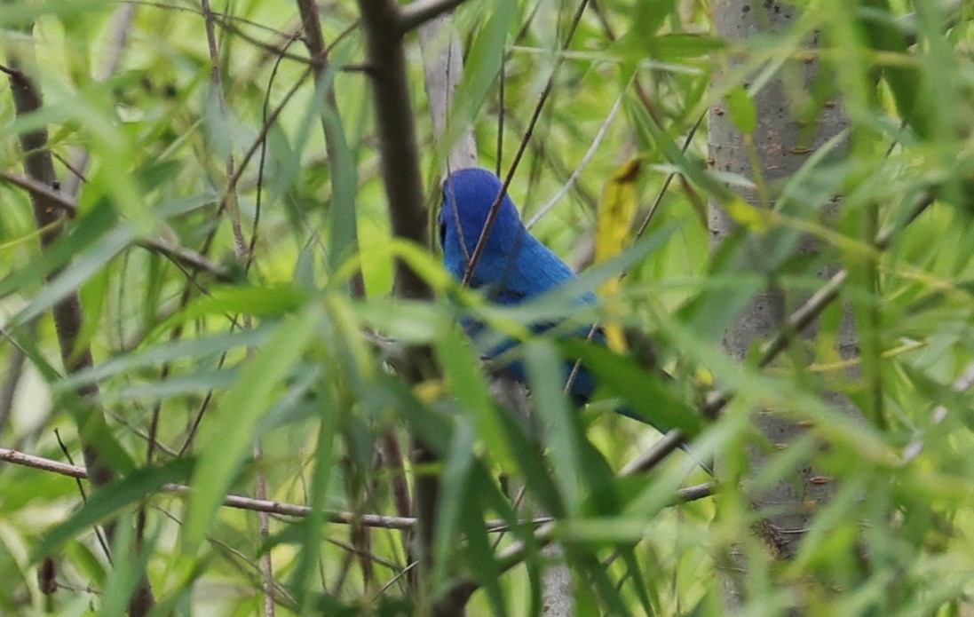 Indigo Bunting - Margareta Wieser