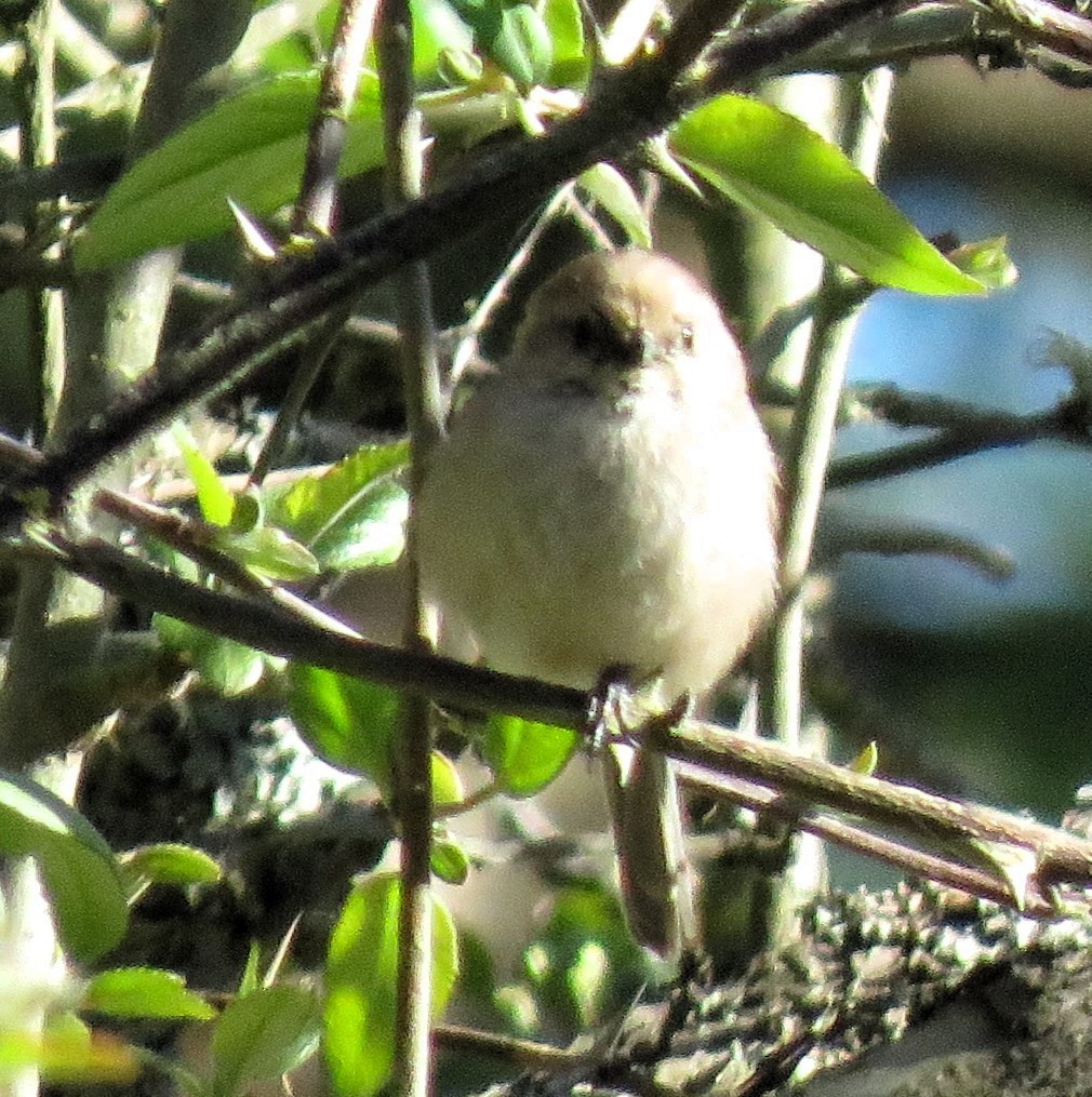 Bushtit - ML617951237