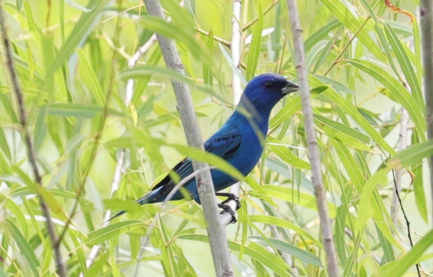 Indigo Bunting - Margareta Wieser