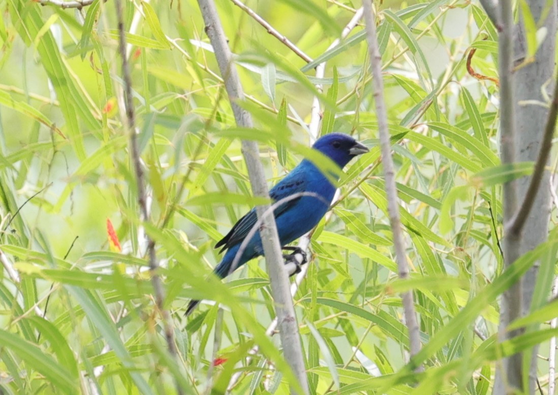 Indigo Bunting - Margareta Wieser