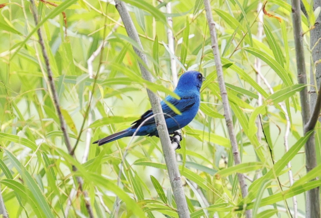 Indigo Bunting - Margareta Wieser