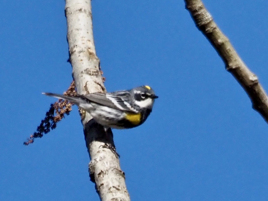 Yellow-rumped Warbler - ML617951254