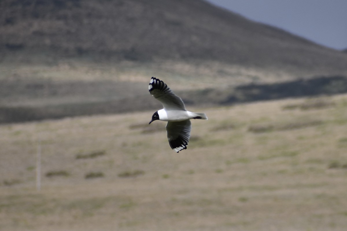 Andean Gull - Dennis Anderson