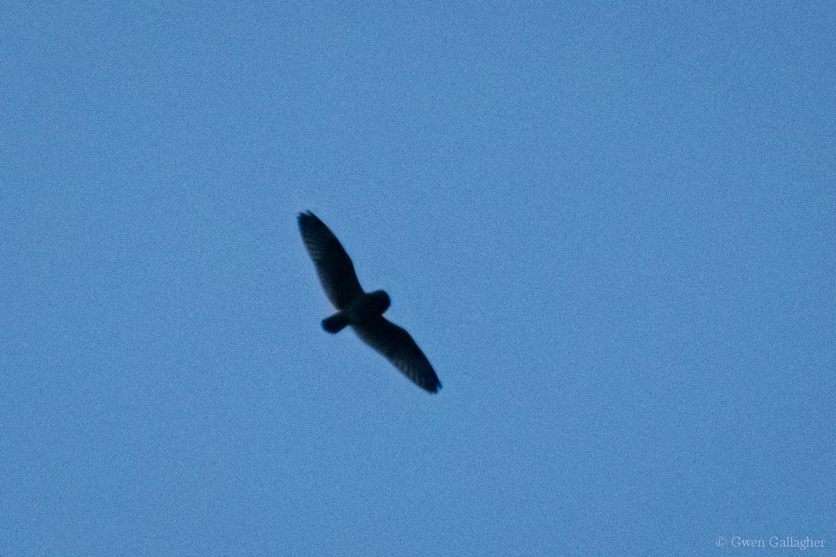 Short-eared Owl (Northern) - ML617951289