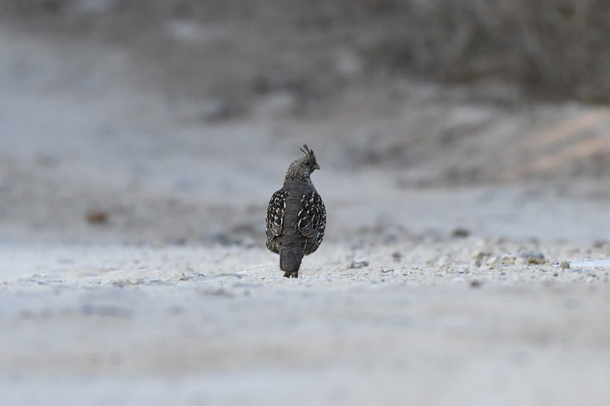 Elegant Quail - ML617951299