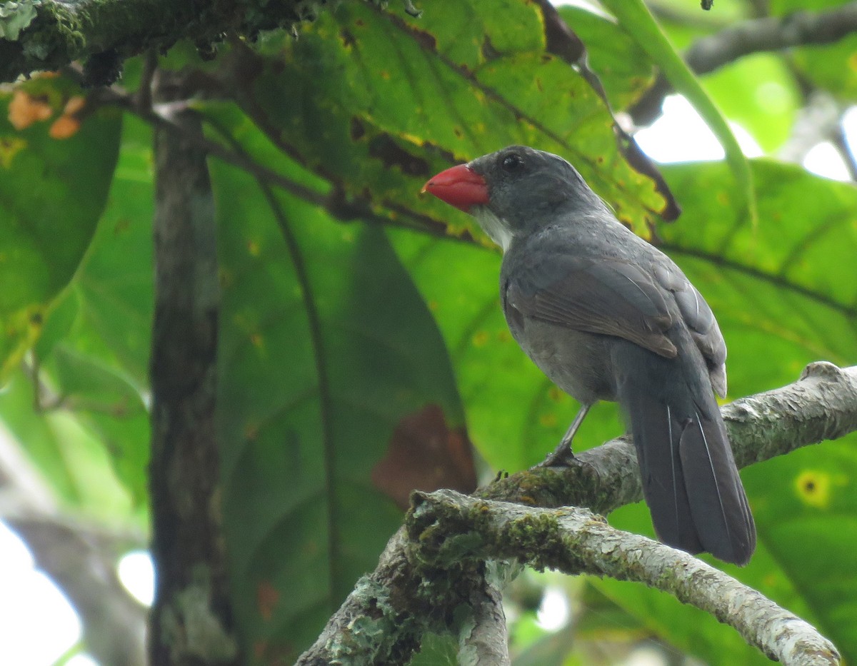 Slate-colored Grosbeak - ML617951303