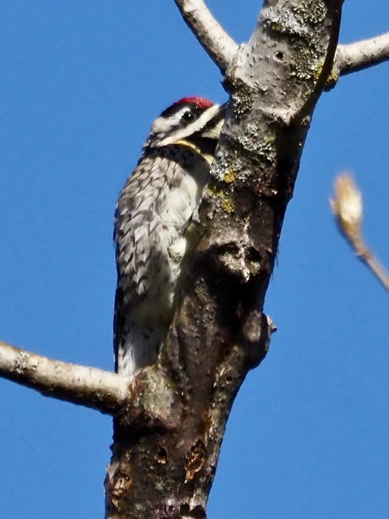 Yellow-bellied Sapsucker - ML617951307