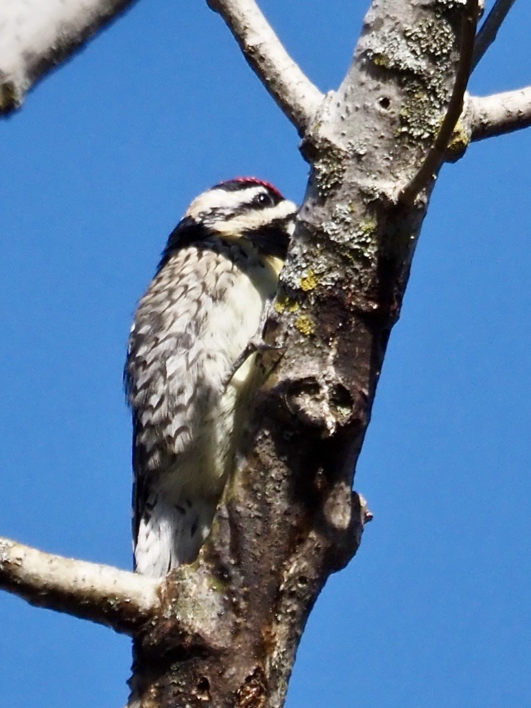 Yellow-bellied Sapsucker - ML617951310